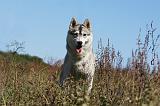 SIBERIAN HUSKY 639